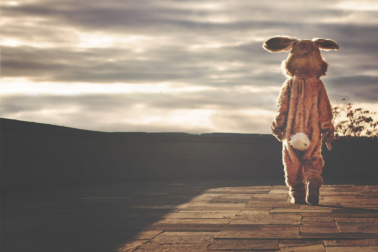 rabbit 542554 1280