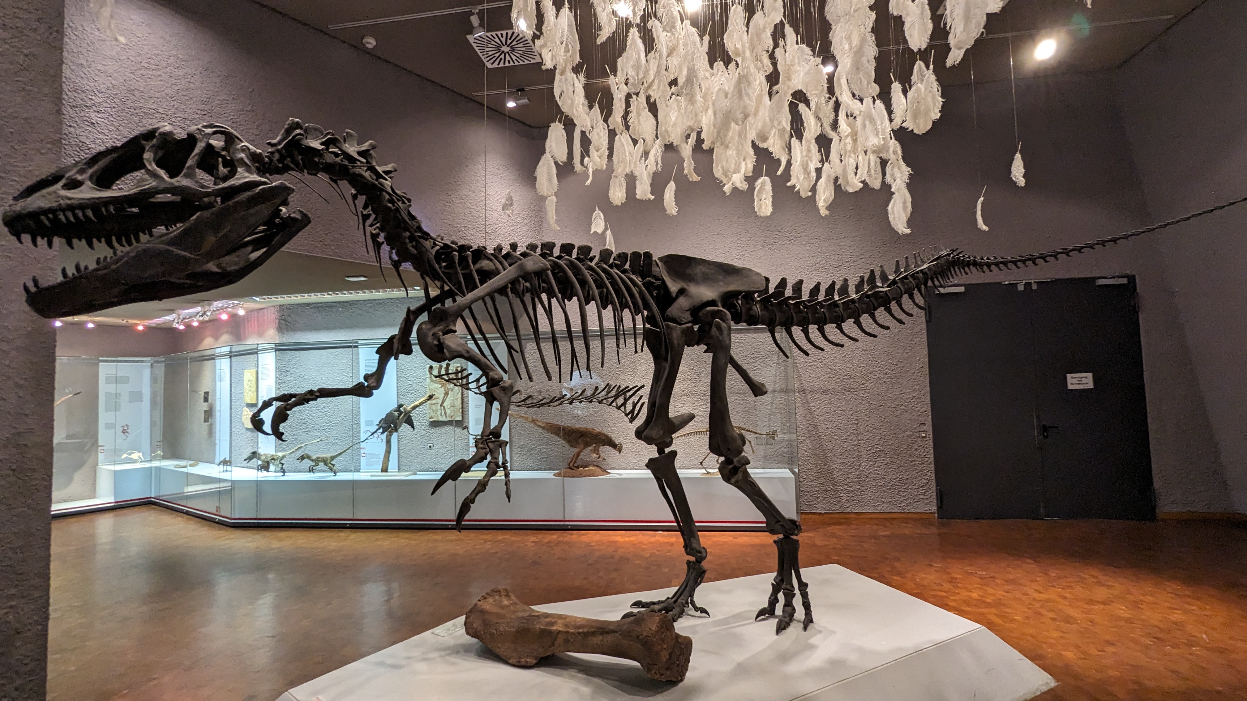Naturkundemuseum 2