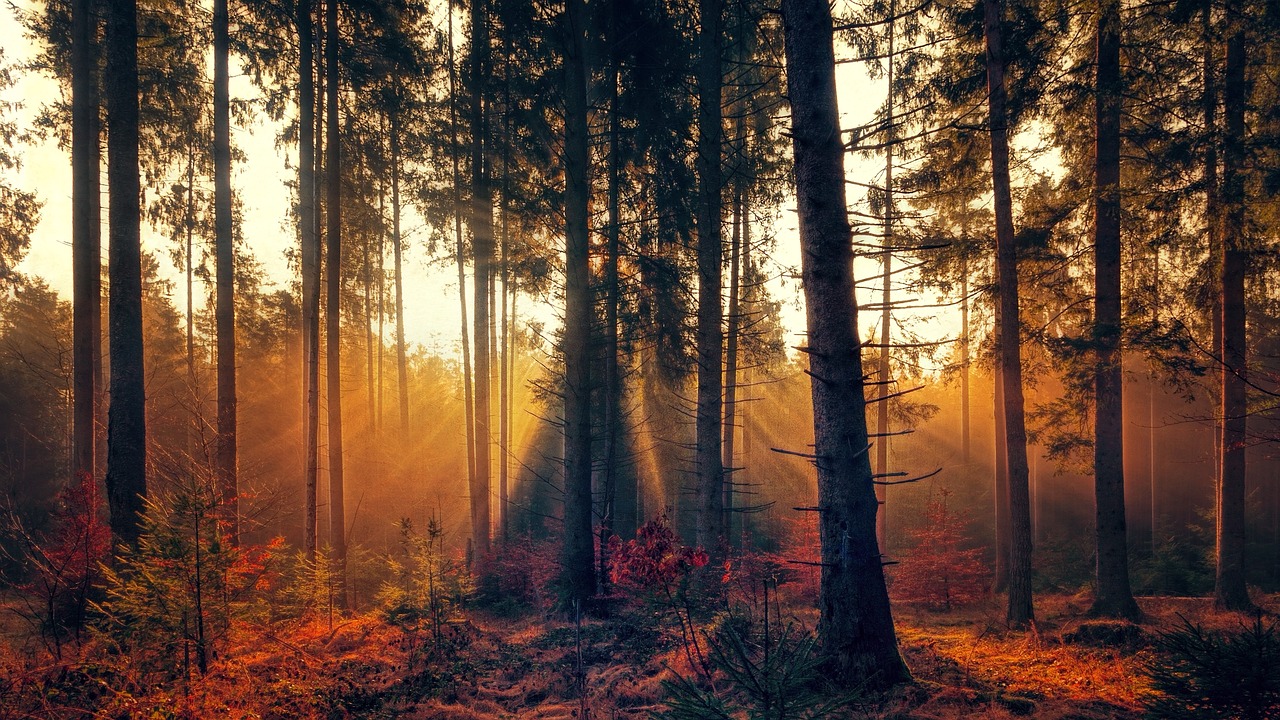 forest 3392077 1280